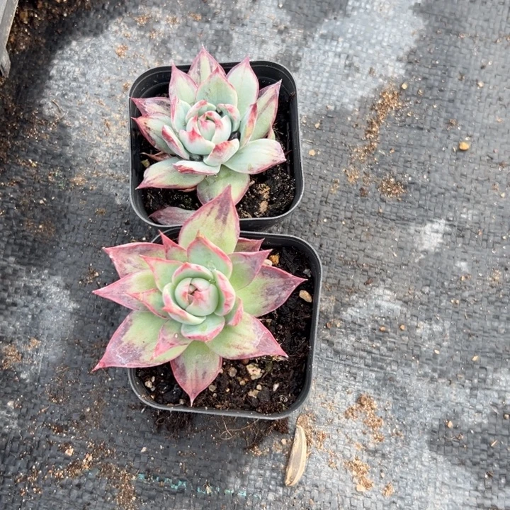 惊鸿442，一物一拍