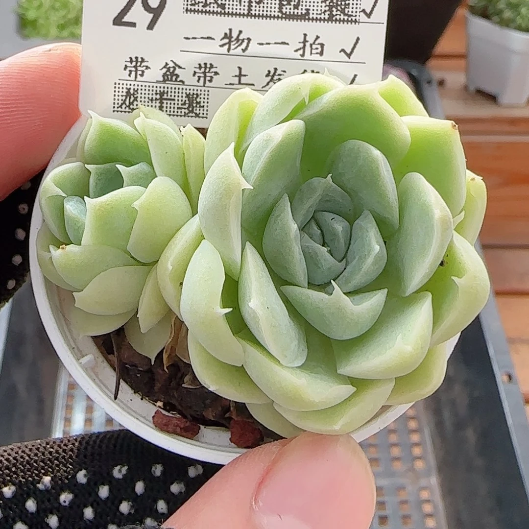 多肉0815-29白月影