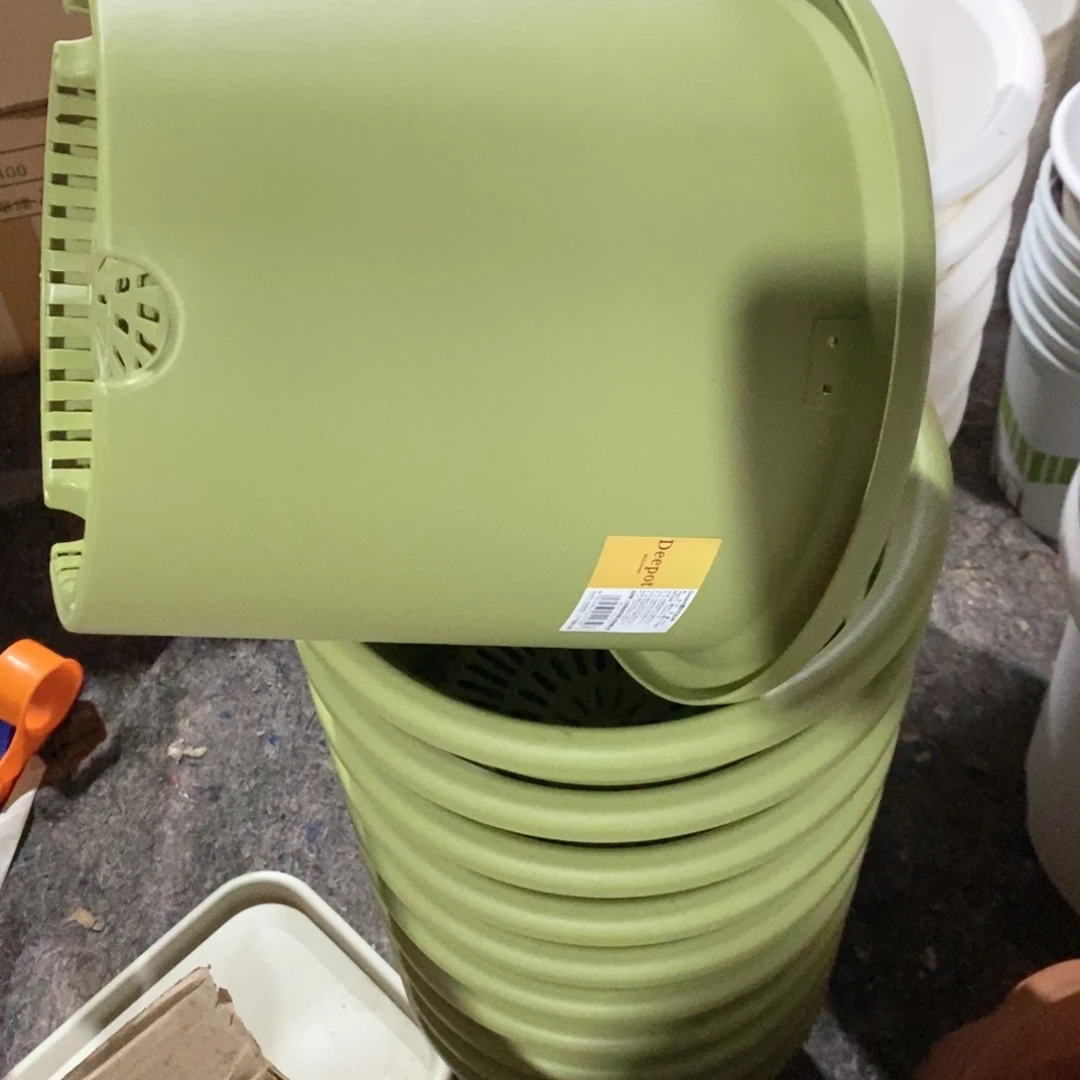 5个爱丽丝9号果绿色无托（30.1×25.7）