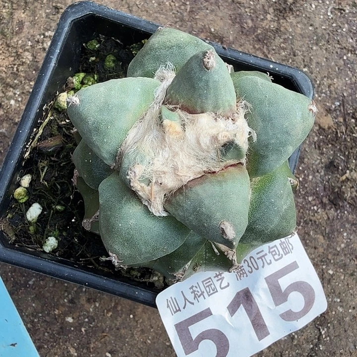 无花朵515白肌大尤青瓷牡丹东三