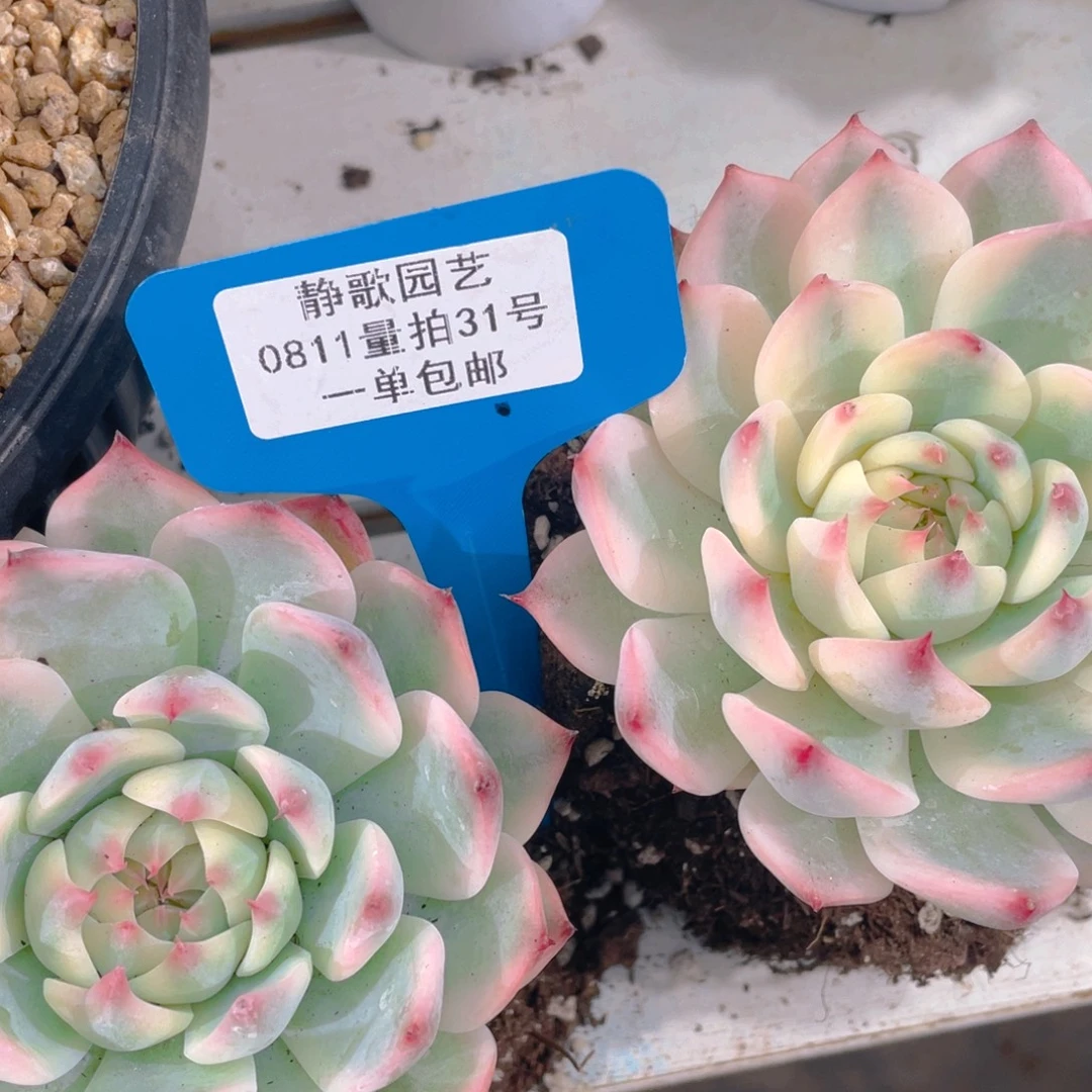 0811-31-吉娃娃锦福利一颗