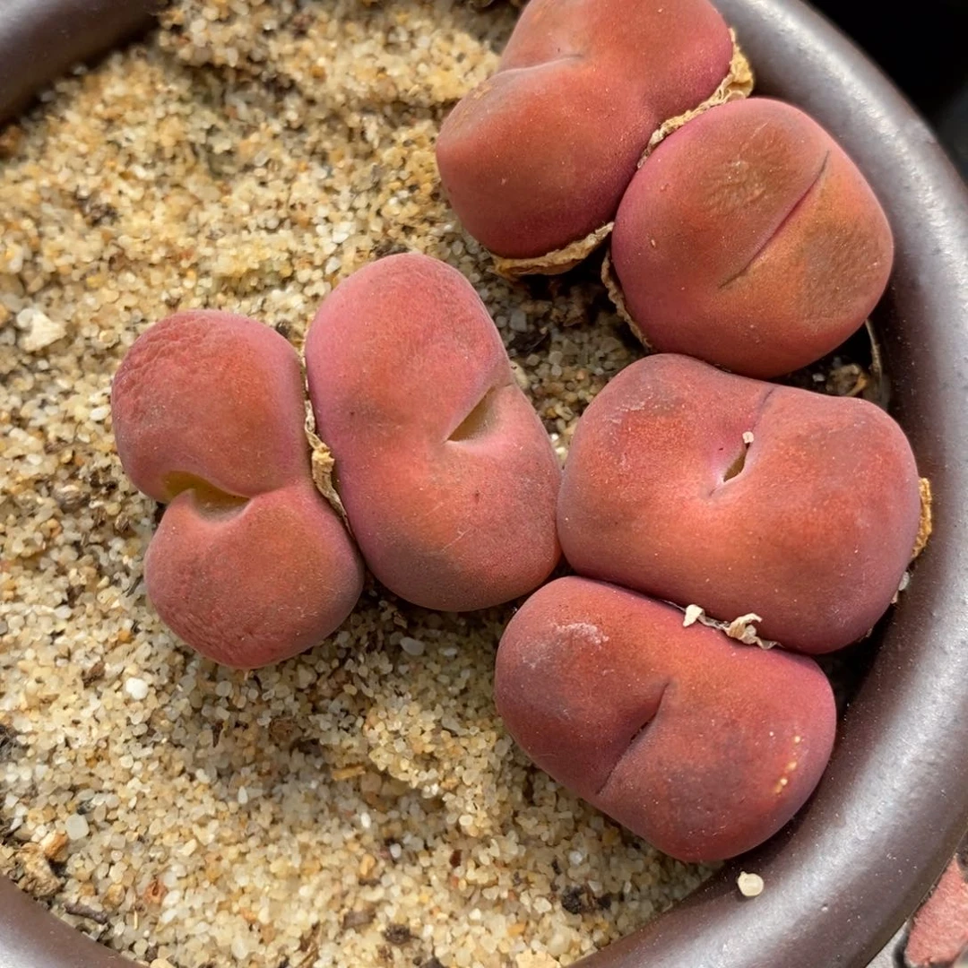 双头水蜜桃有伤1颗买3送1