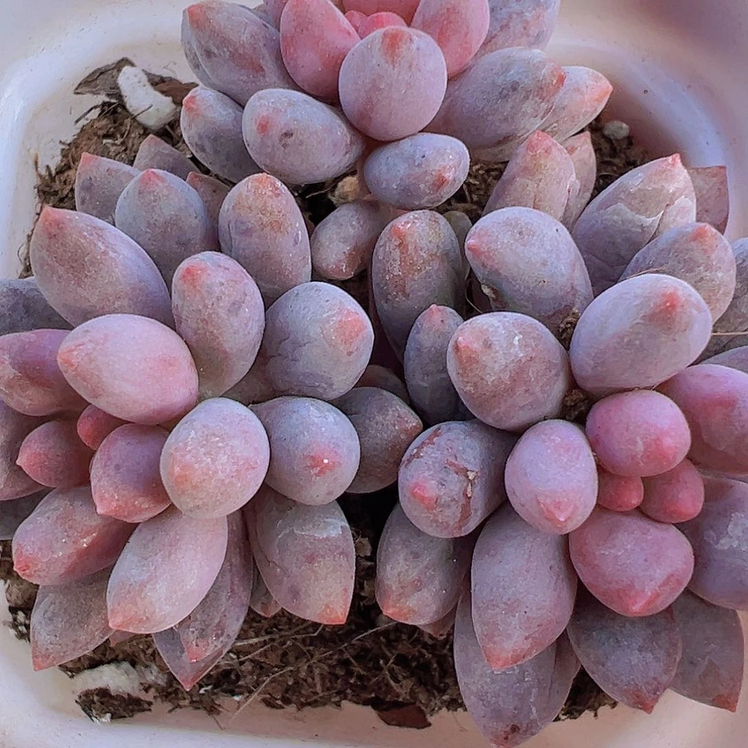 蓝舌群19包邮多肉植物