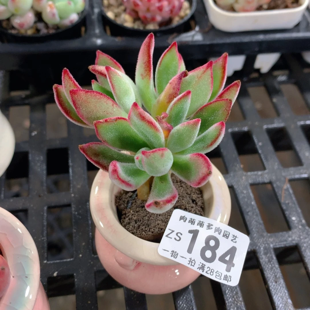 肉萌萌拇指盆精控多肉ZS184