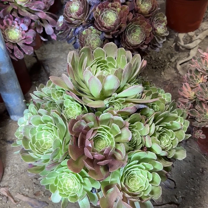 多肉植物万花筒33