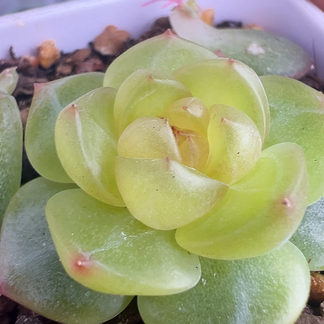 风花雪月小花朵 模特