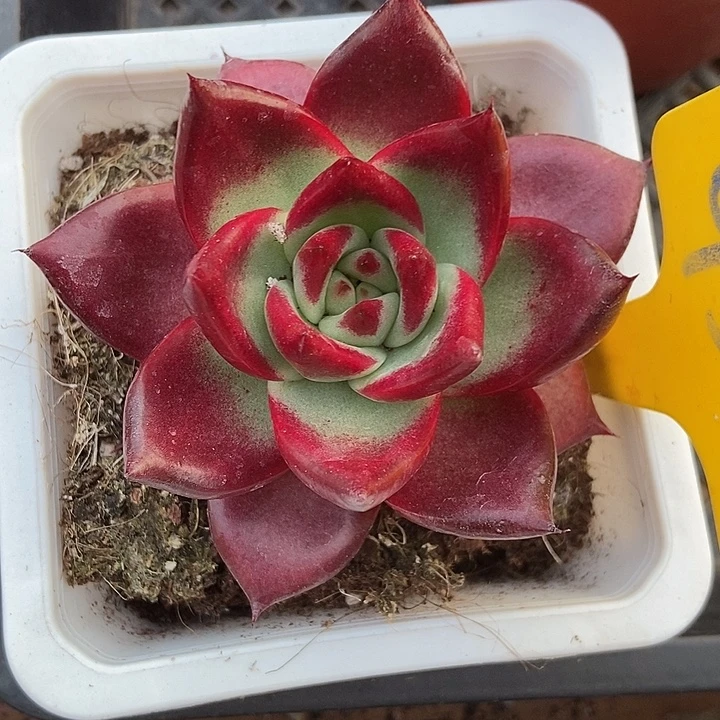 多肉植物红毯955多肉