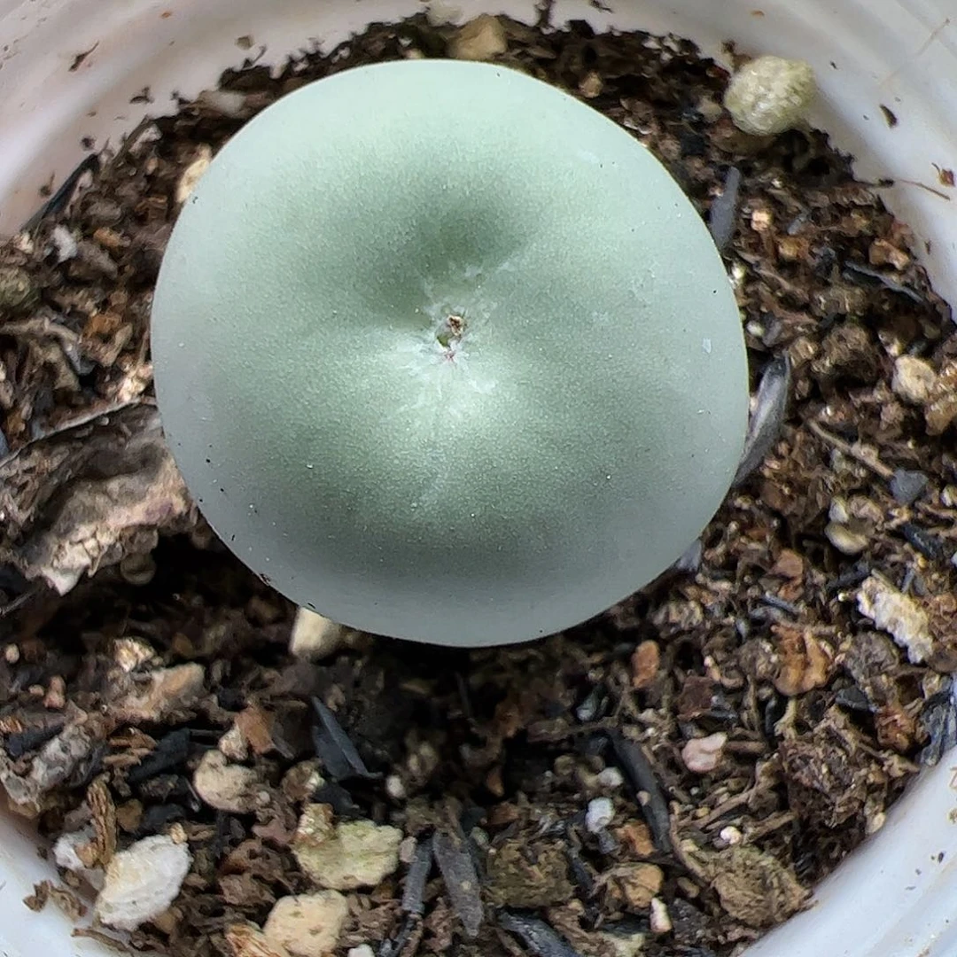 【闪购商品】372 双11福利