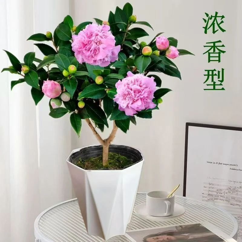y带花苞浓香型香妃茶花盆栽适合室内外种植耐寒耐热