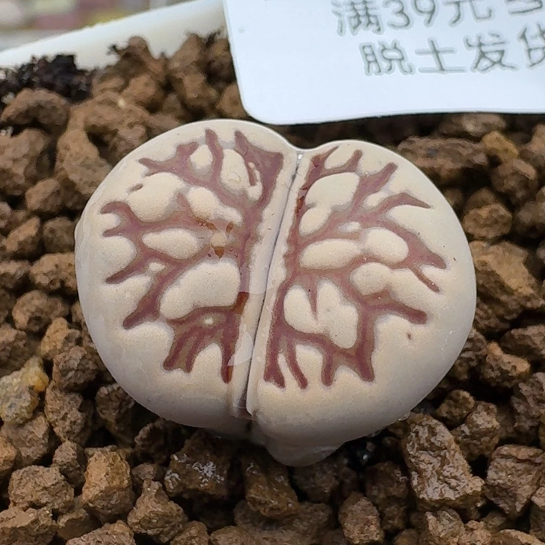 489菊化石哈哈哈哈哈哈哈