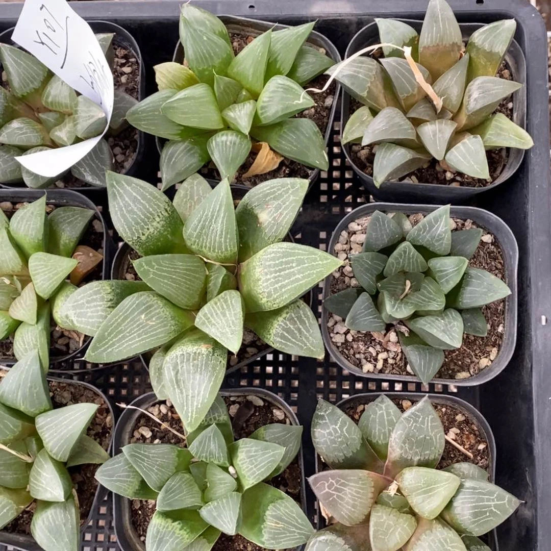 107 一颗实生大寿 端午福利