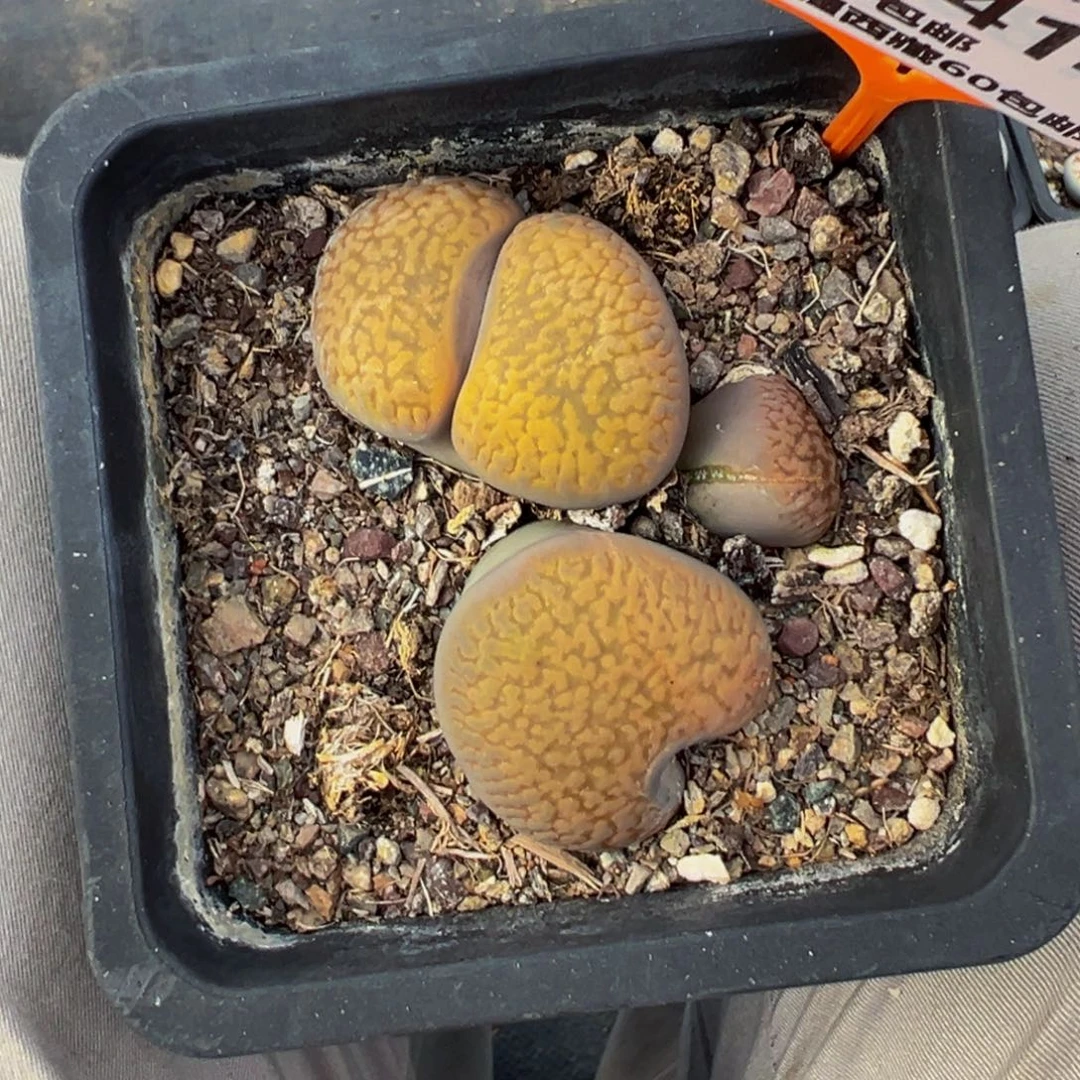 L***L414 一物一拍，默认有伤，介意勿拍，不退不换