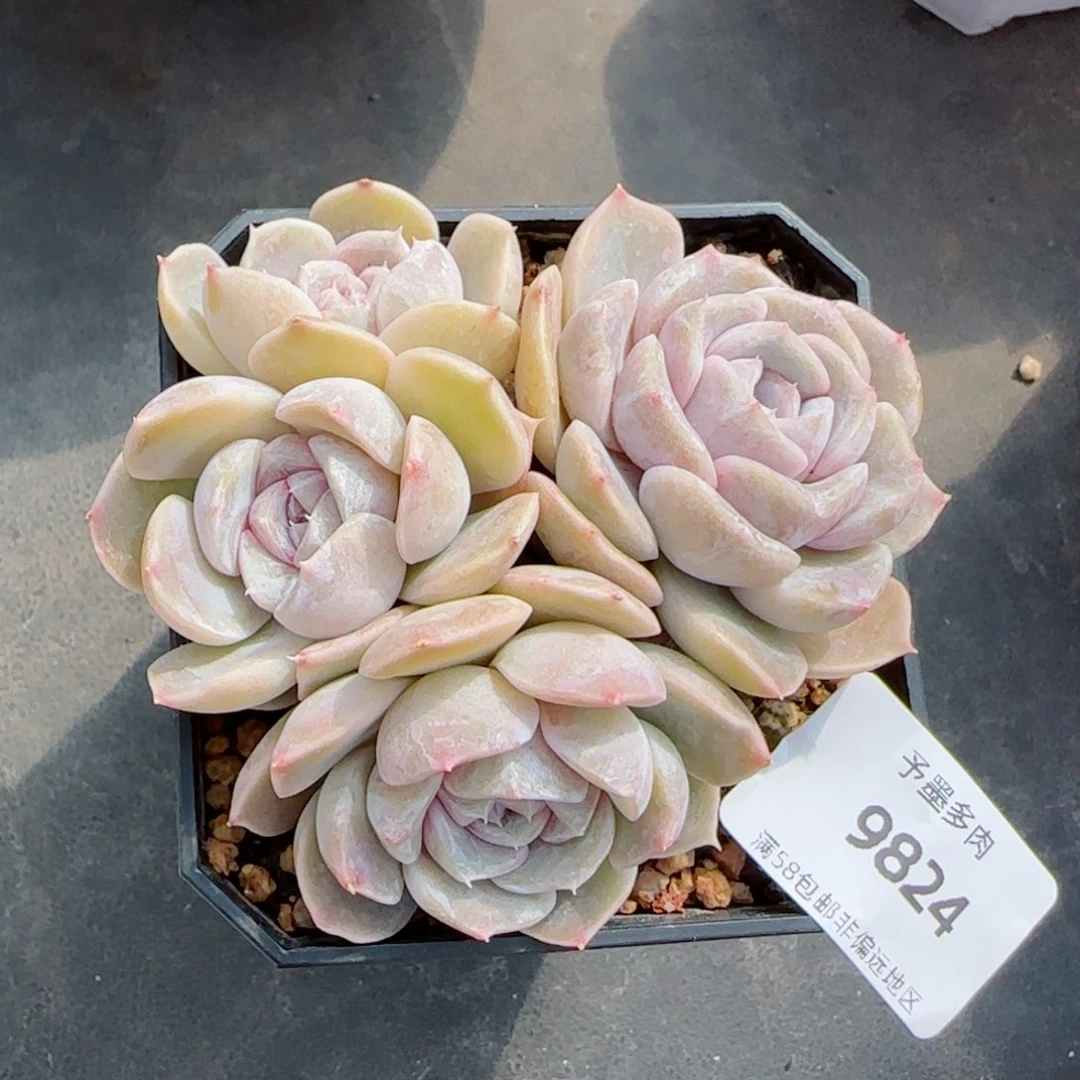 汉堡无砍，9824多肉植物