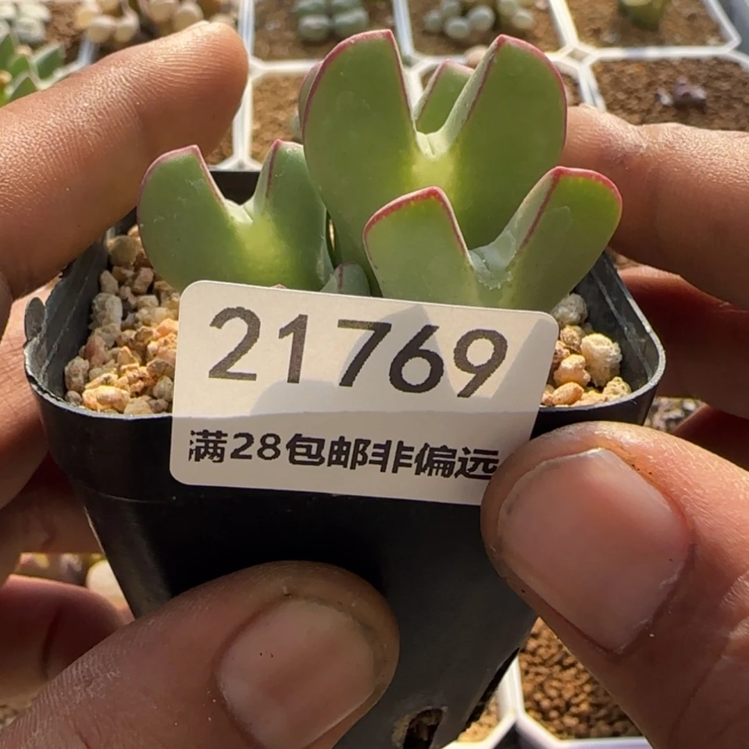 【闪购商品】s****）21769