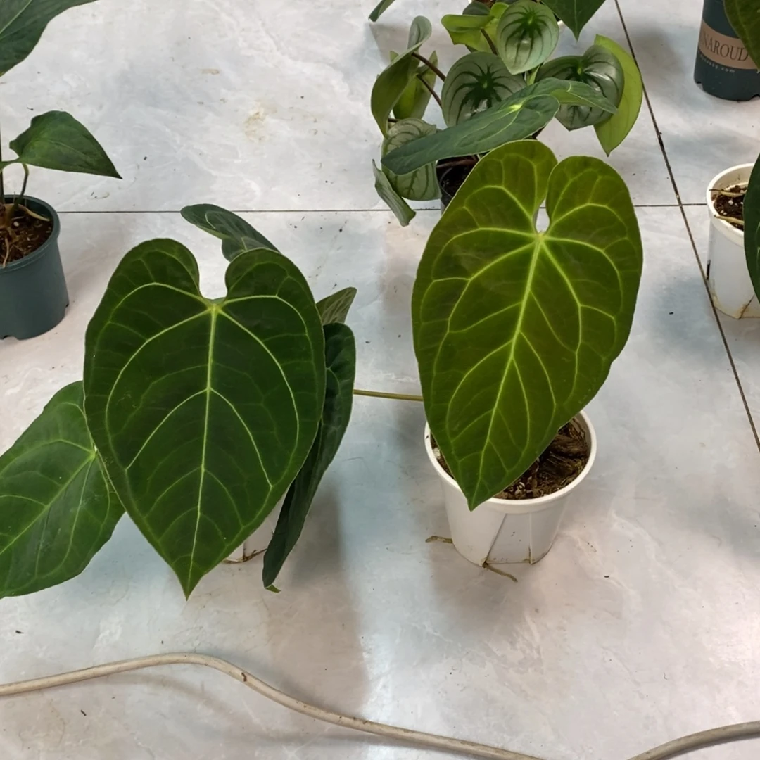 大部分开放少量花苞02 活动两颗（不售后