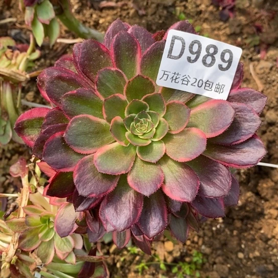 989黑魔锦嫁接多肉植物