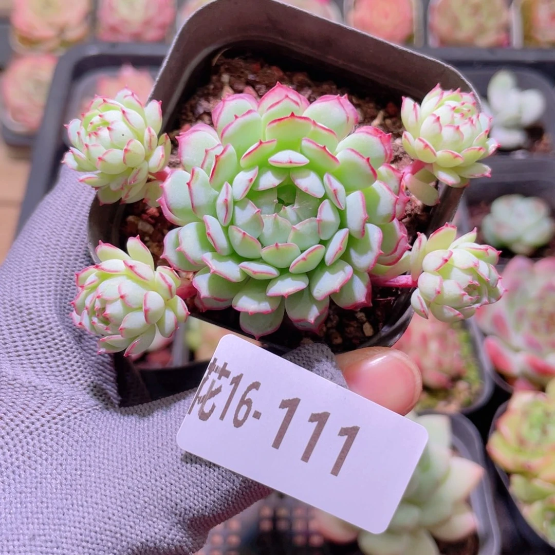 花利美16-111小红船