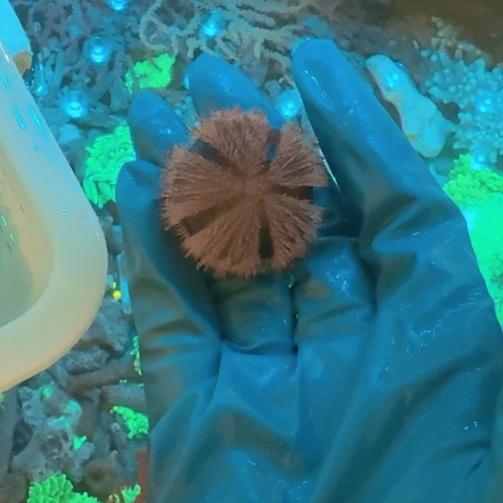 傲***纽扣珊瑚蓝礼服1111111