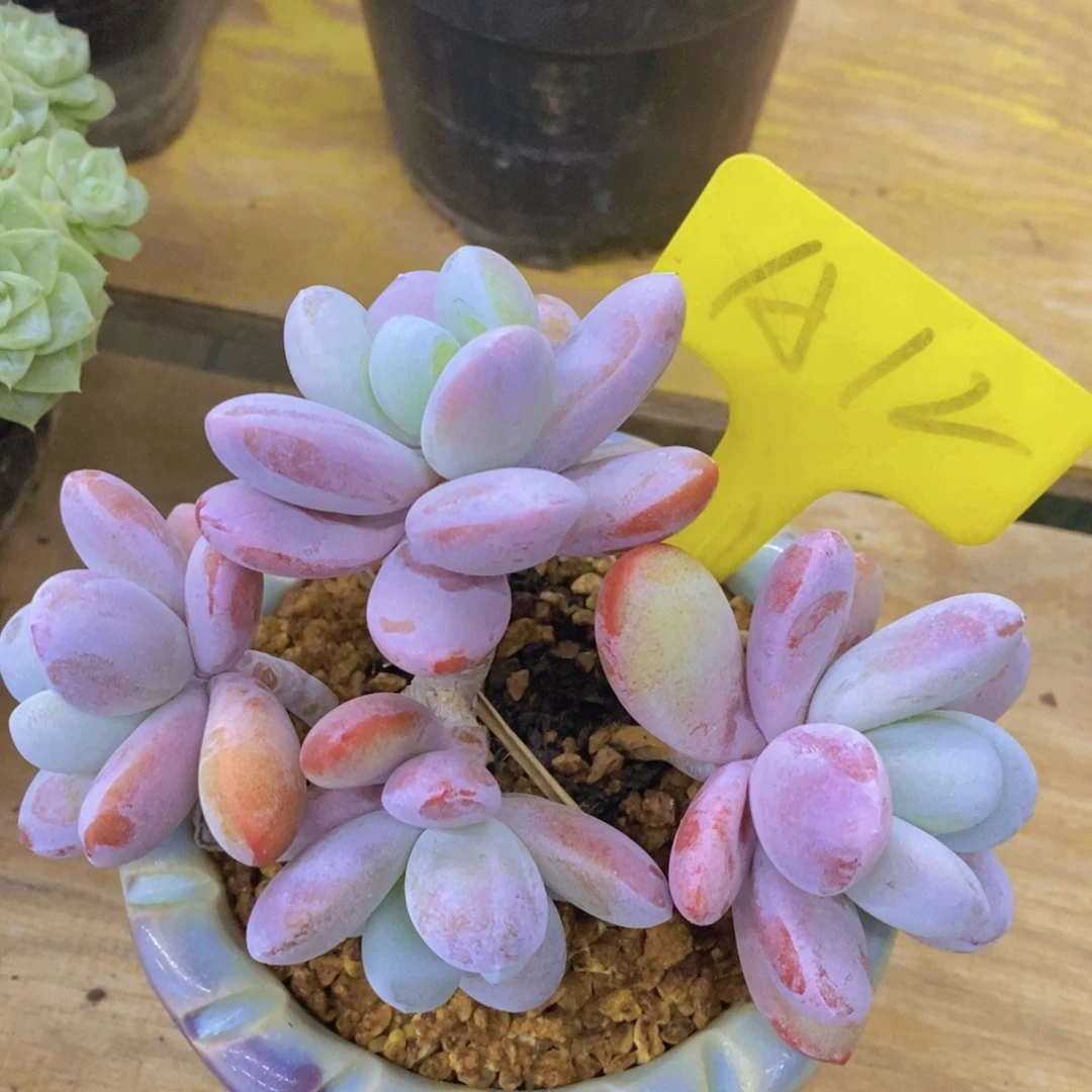 清货转场，一物一拍，看准