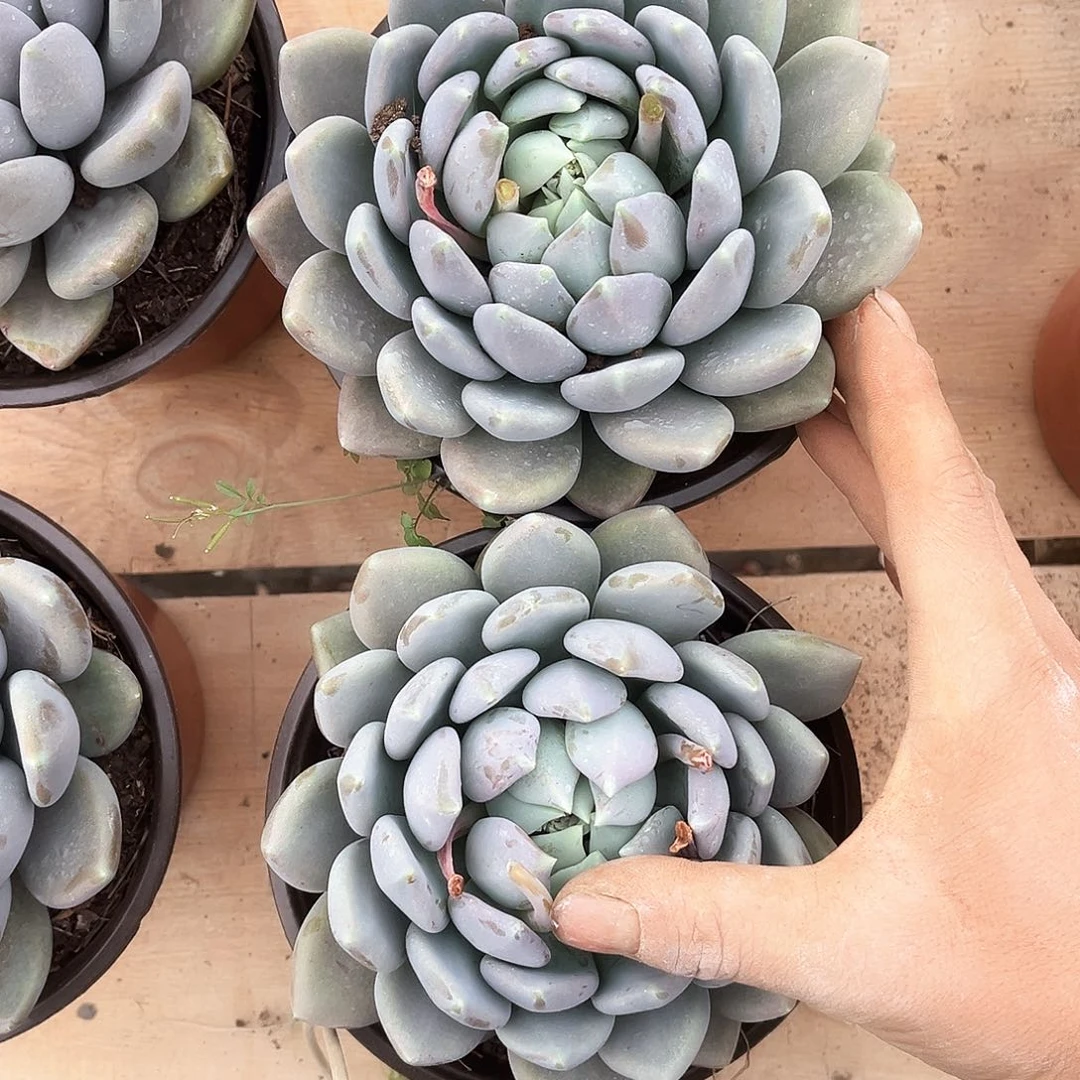 胖美人2颗9.99多肉植物