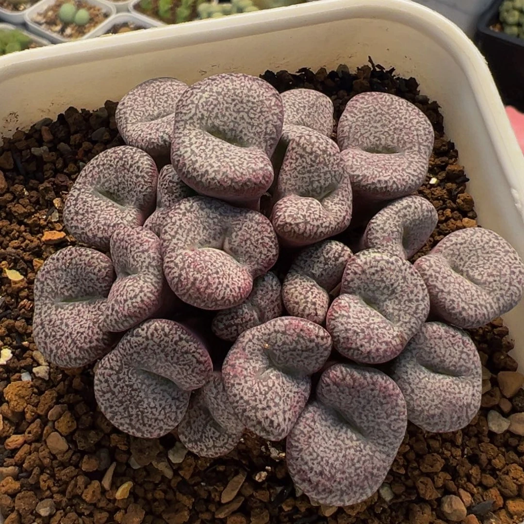175多肉植物种类多样