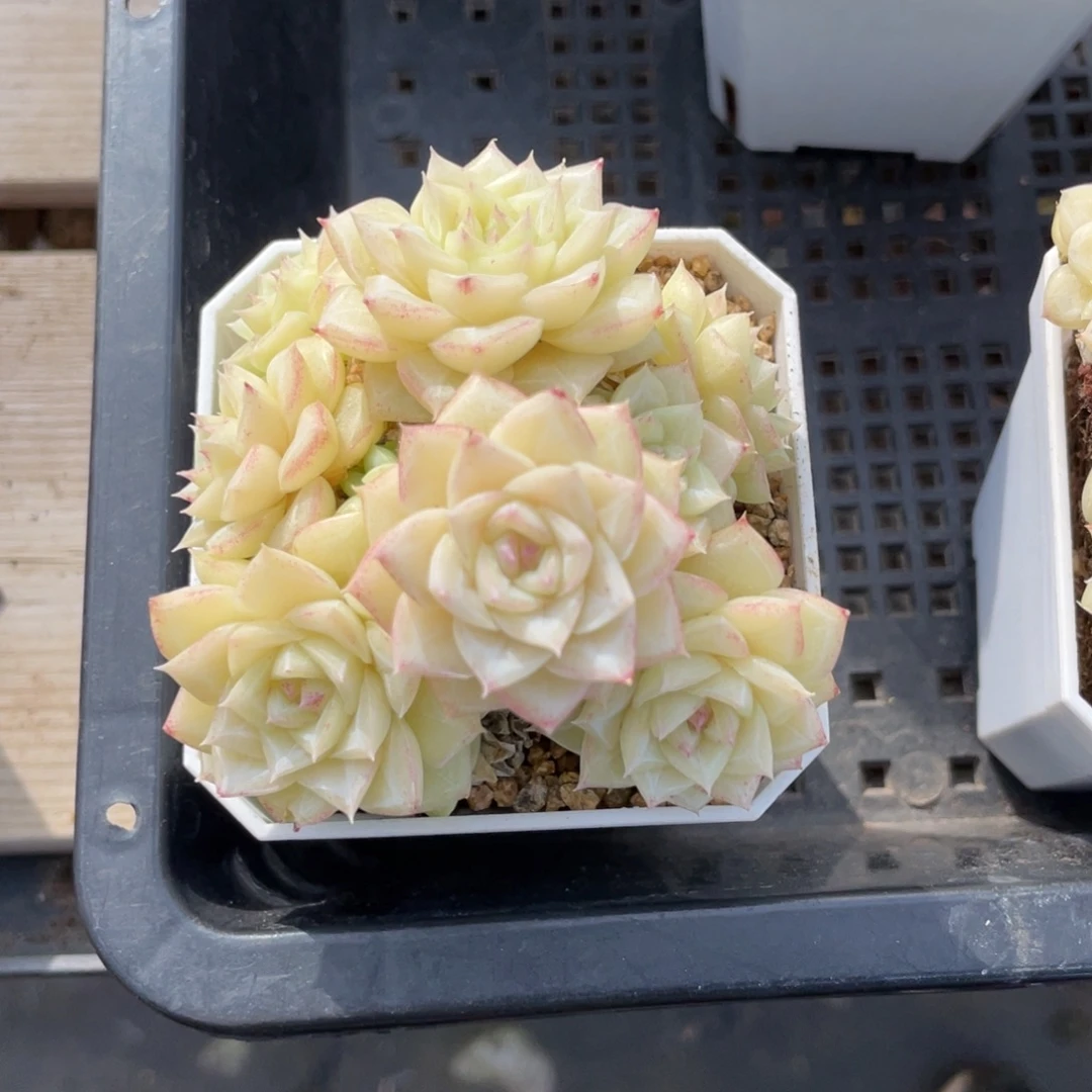 优选白天鹅多肉福利1227