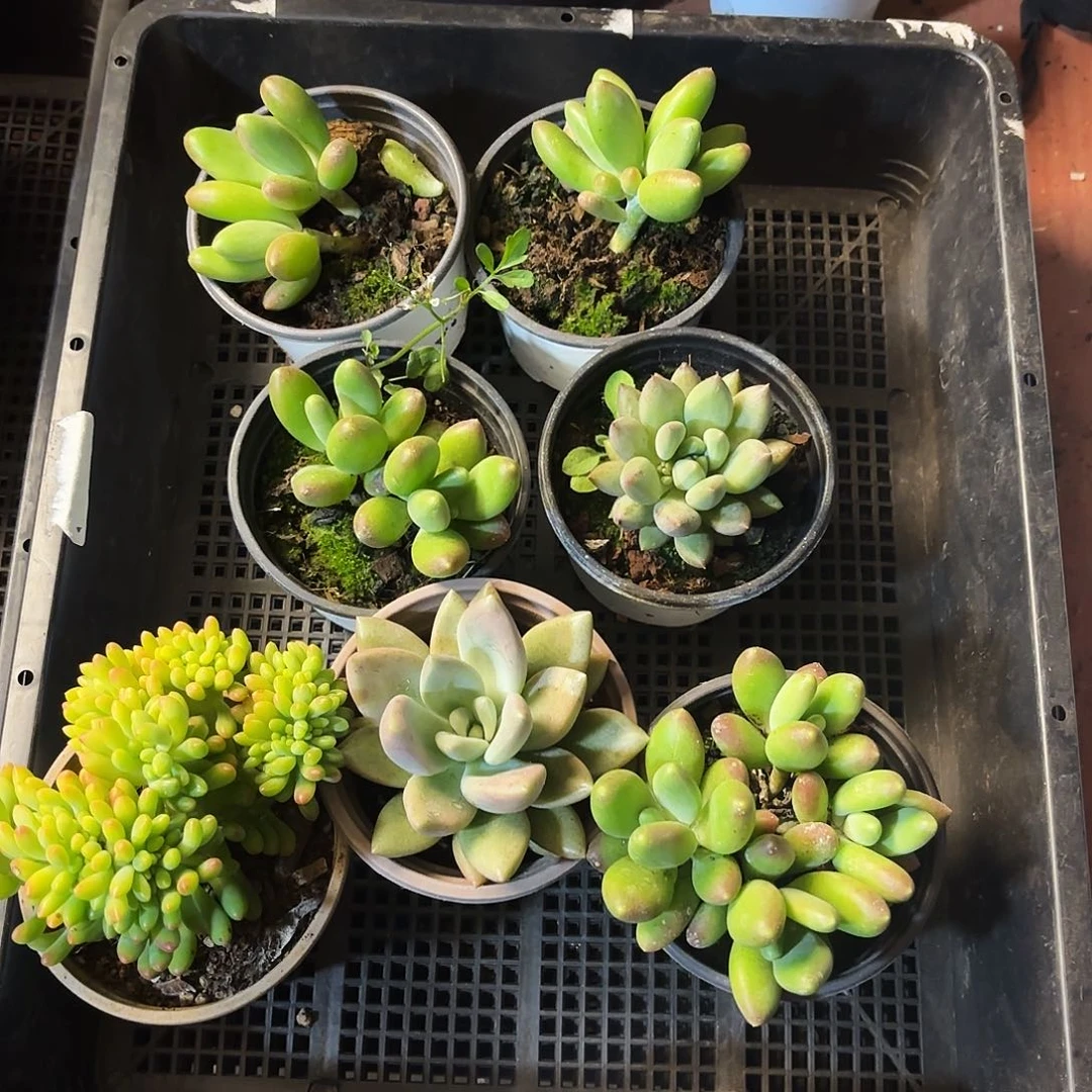 多肉植物宽拍373号