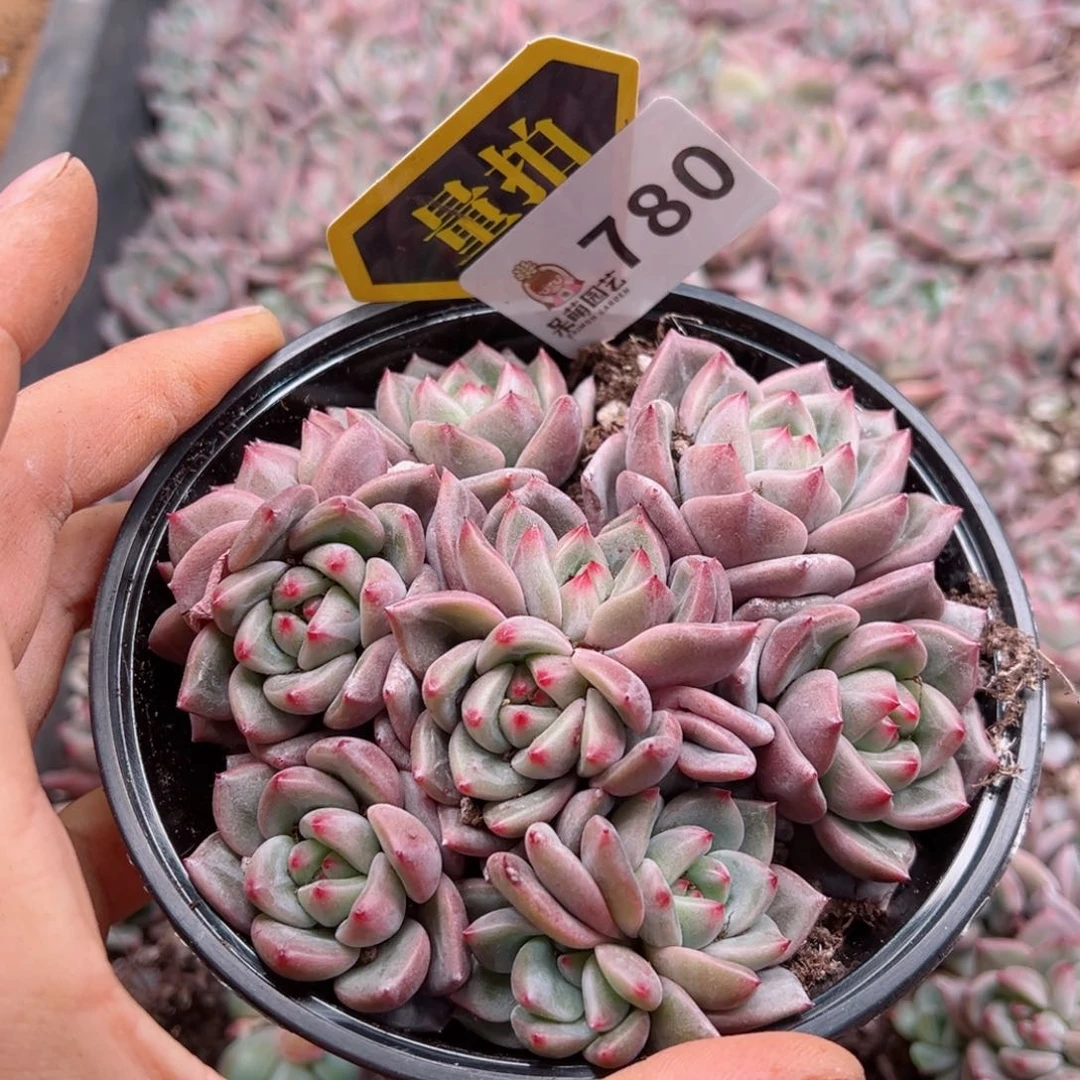 多肉植物多肉植物