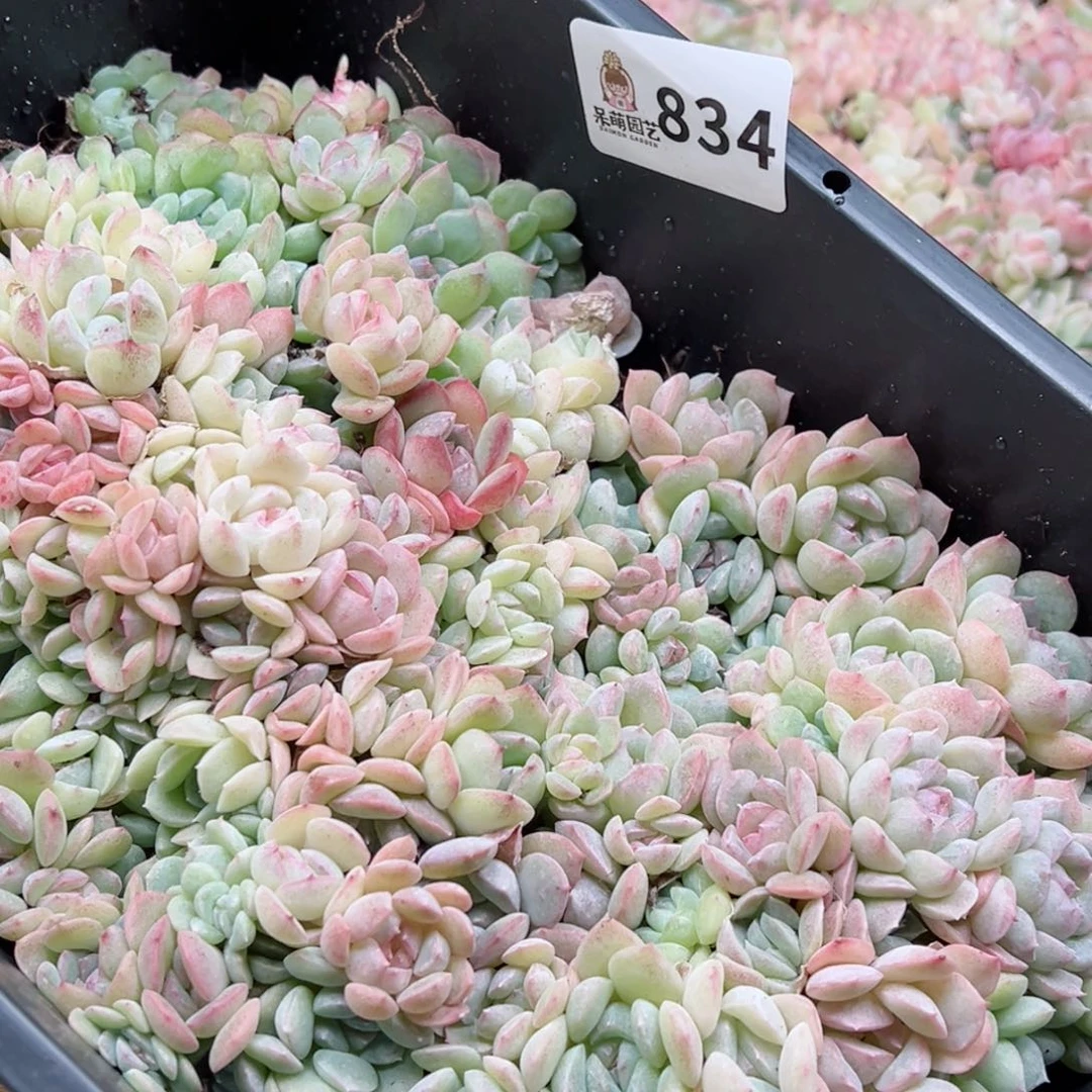 刘****多肉植物多肉植物