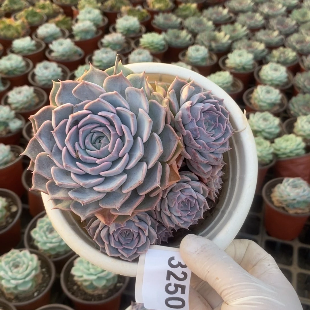 3250欧版海琳娜一物一拍