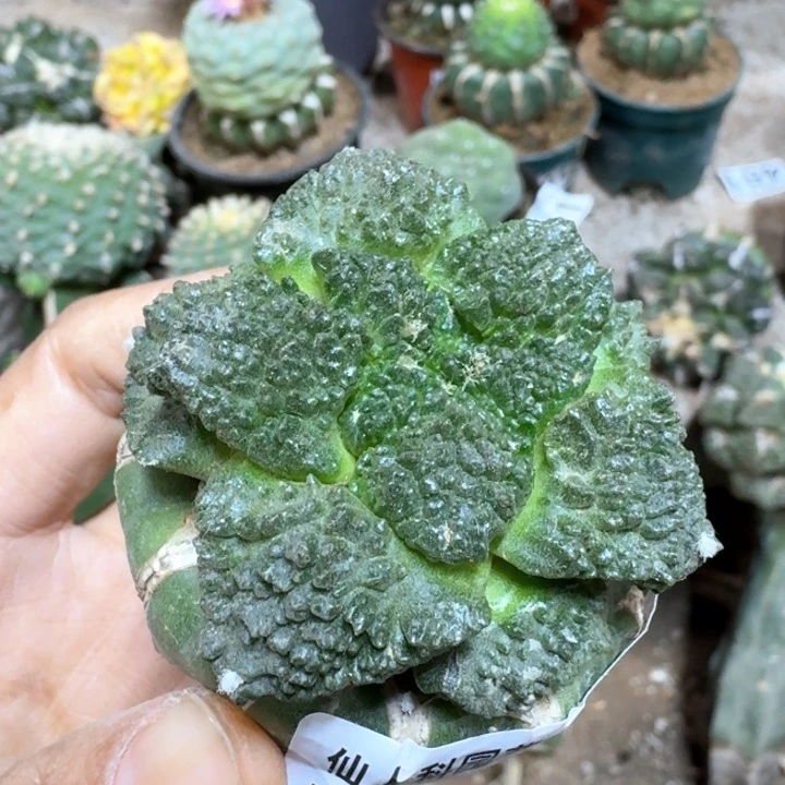 522无毛哥斯拉牡丹