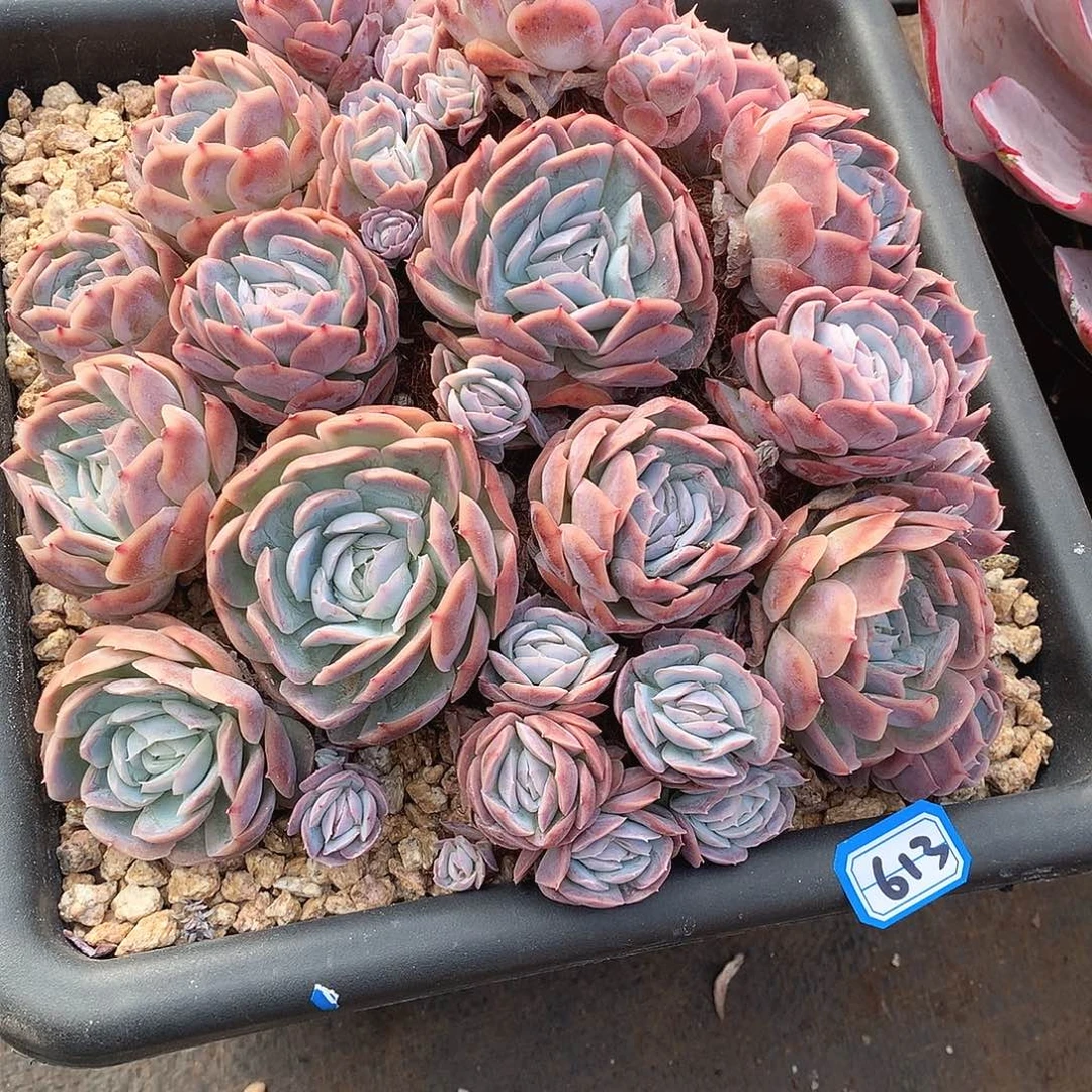 613西娜 一物一拍多肉
