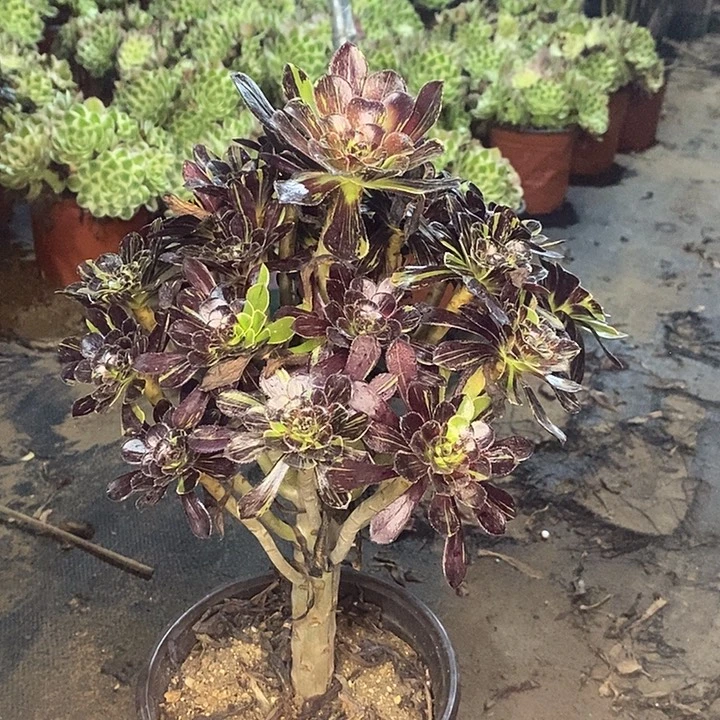 水墨丹青多肉植物069