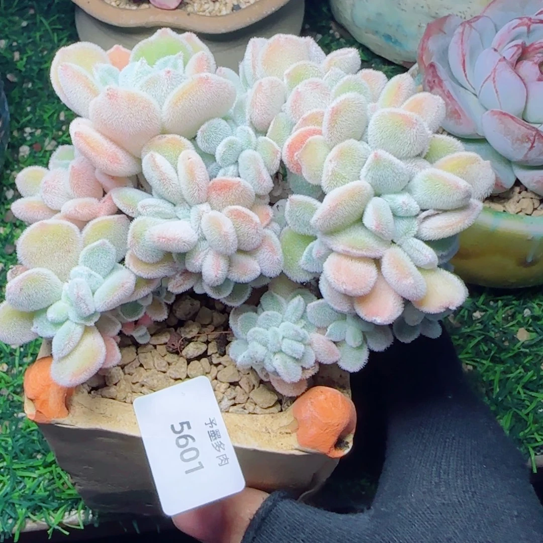 雪晃星，5601多肉植物