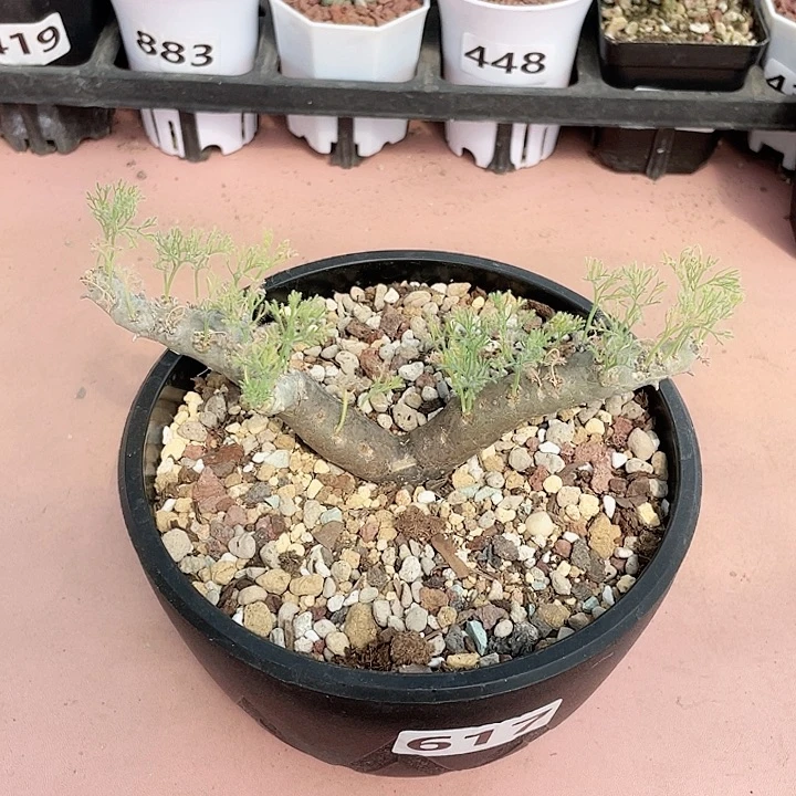 617产地黑皮月界