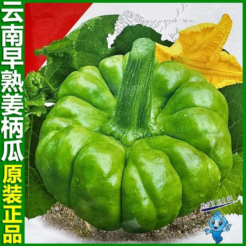 云南早熟姜柄瓜种子春秋耐热抗旱爬藤南瓜七叶瓜种籽大田蔬菜种子