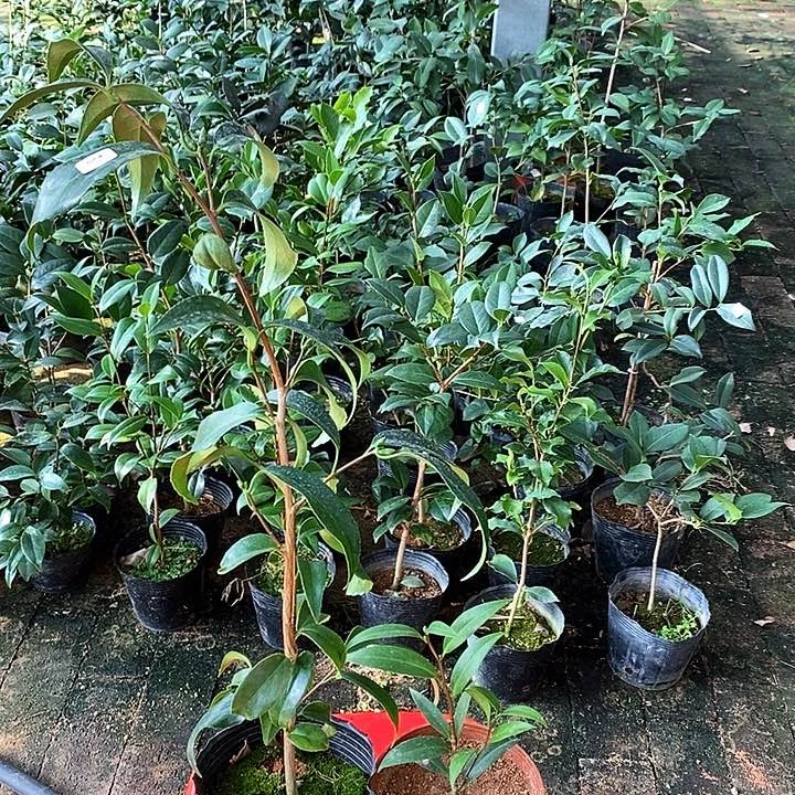 当前无花栽培后可以开花白孔雀。白龙