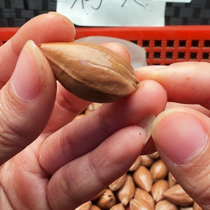 用***8手串/手链橄榄核橄榄