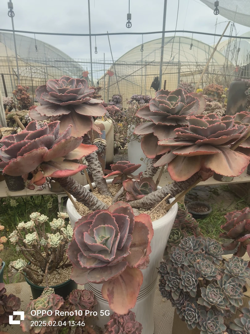 多肉植物脱土裸根包邮，带盆带土走物流到付