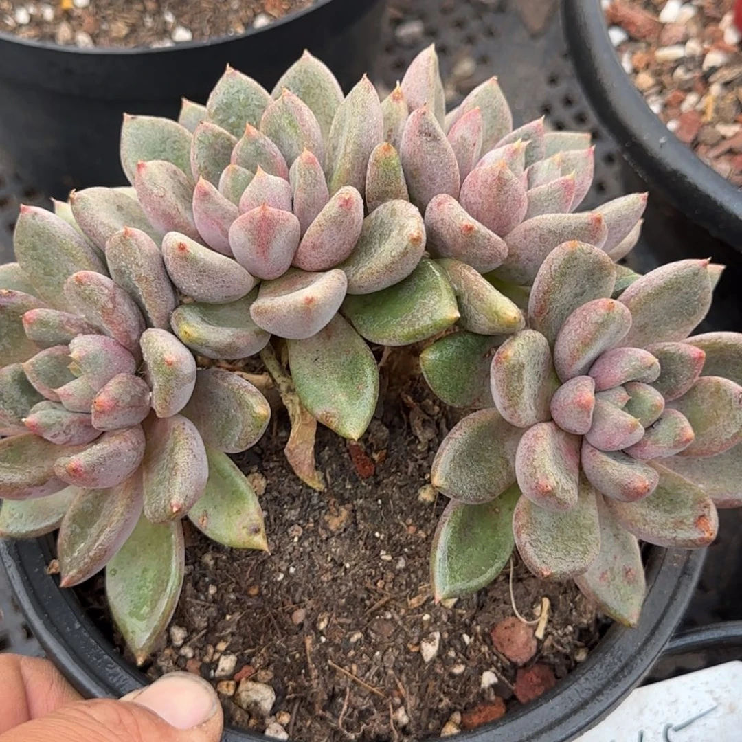 红象牙朵朵一物一拍包装收缩花旱