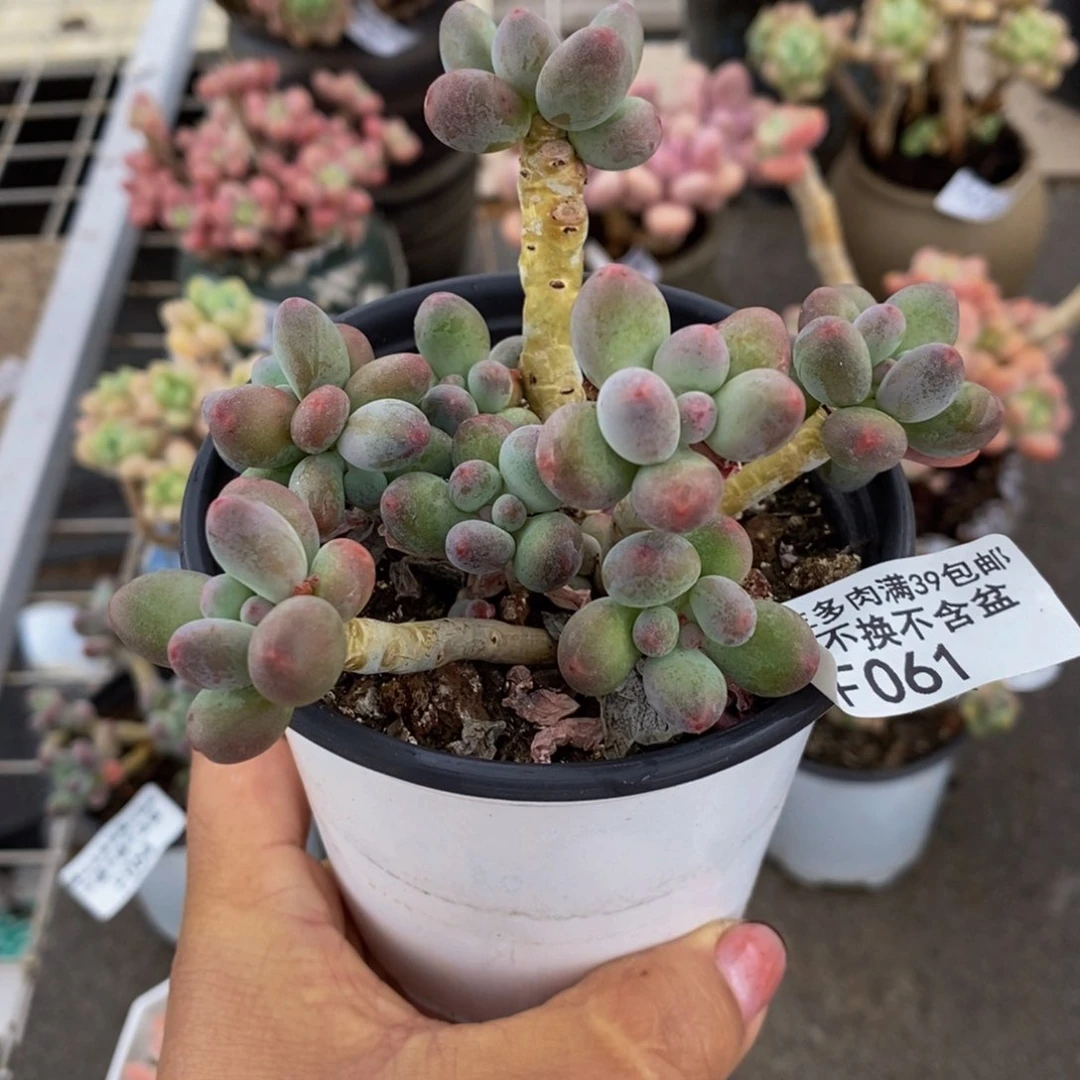 苹果奶酪061/10c m