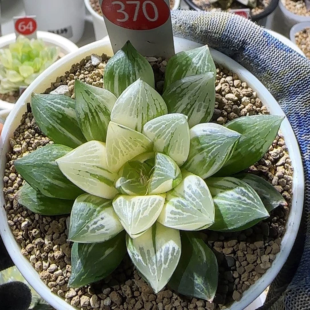 370号实生寿锦 8 厘米左右一物一拍带盆发货