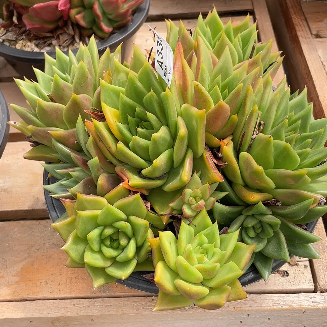 若如东云单拍A338