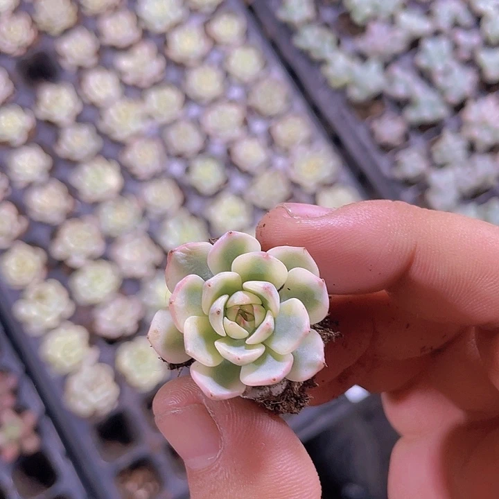 姬连锦精品多肉量拍