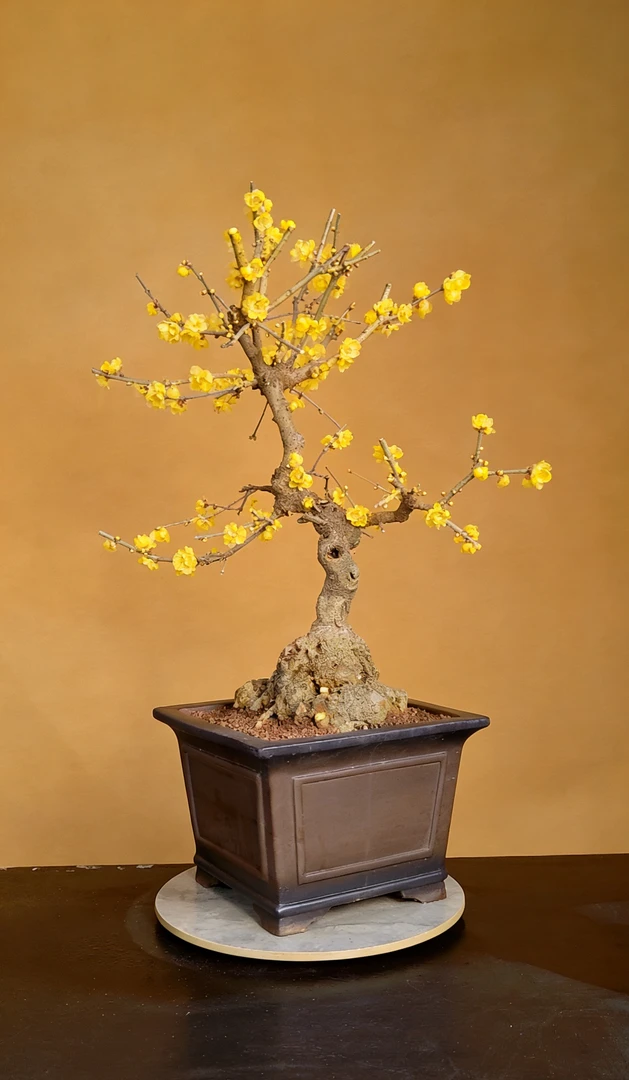 慢养时光【老桩腊梅红梅花盆景】一物一拍截图扣1