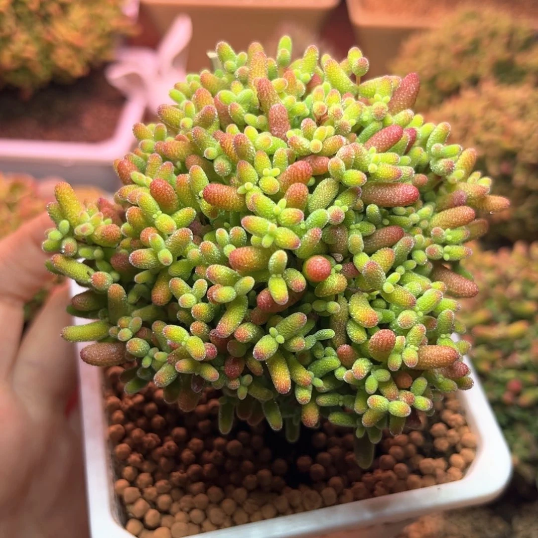 186蜜桔可爱多肉植物