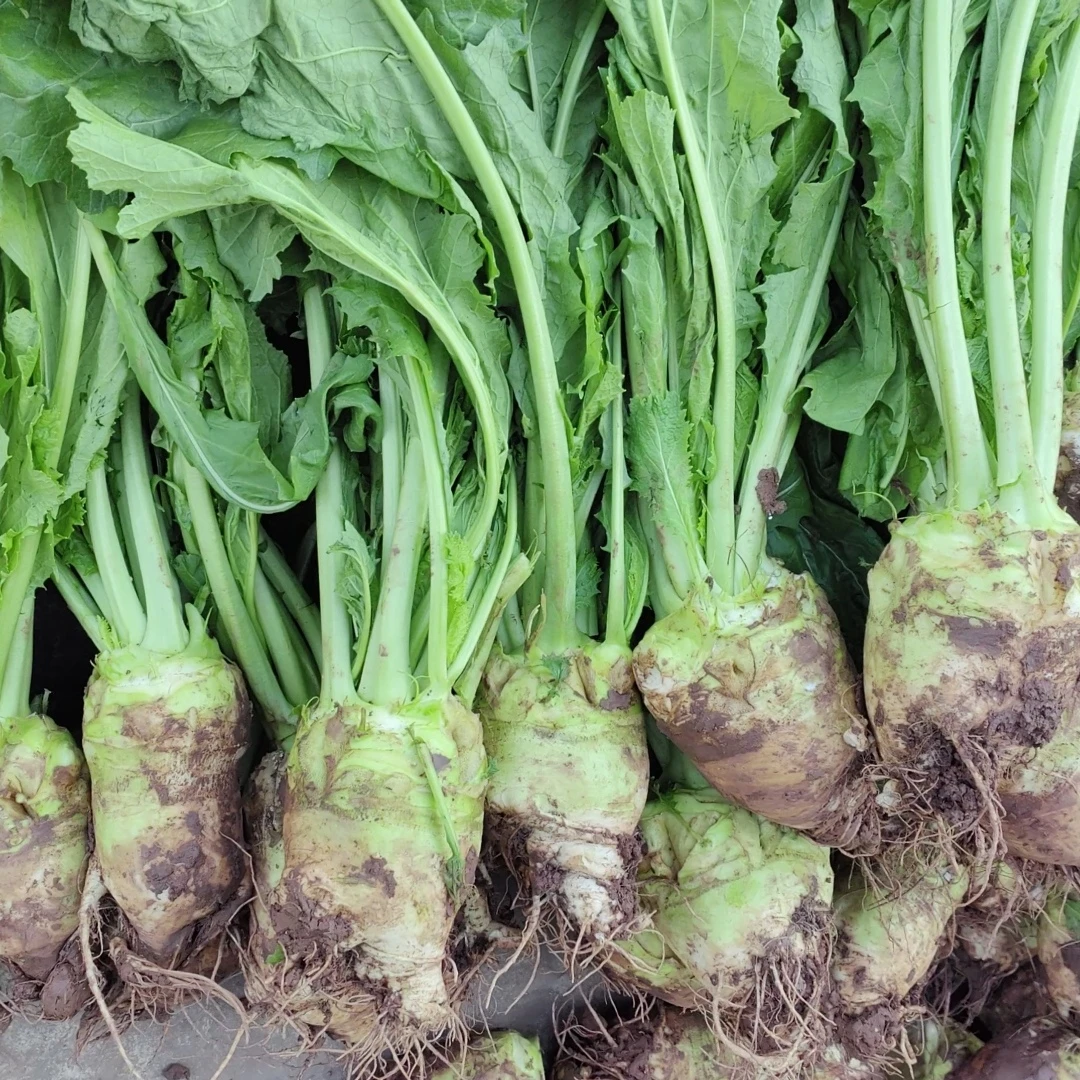 四川新鲜带叶大头菜自贡大头菜带叶带根现拔现发芥菜疙瘩菜无筋