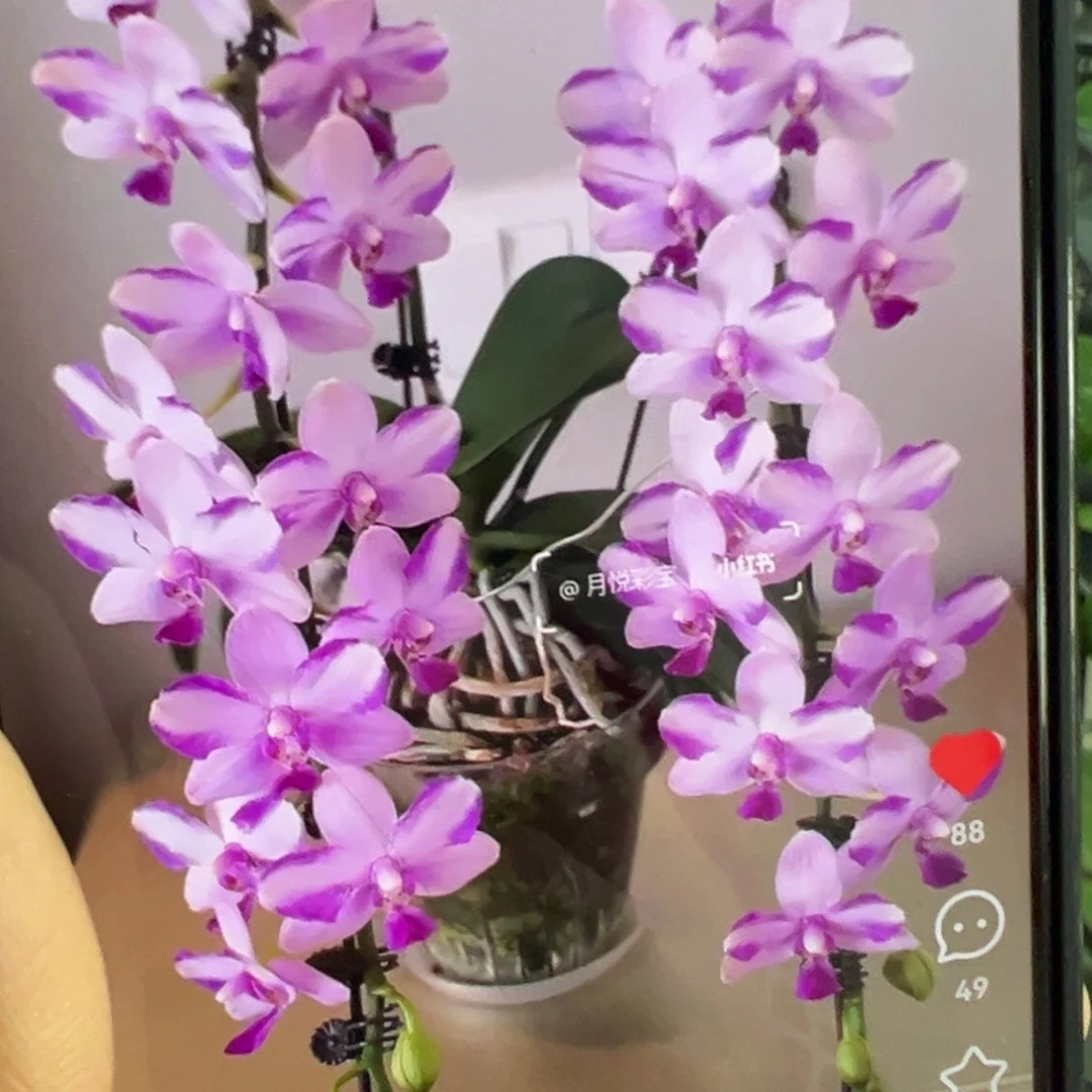 当前无花栽培后可以开花双头紫水晶凑单发货