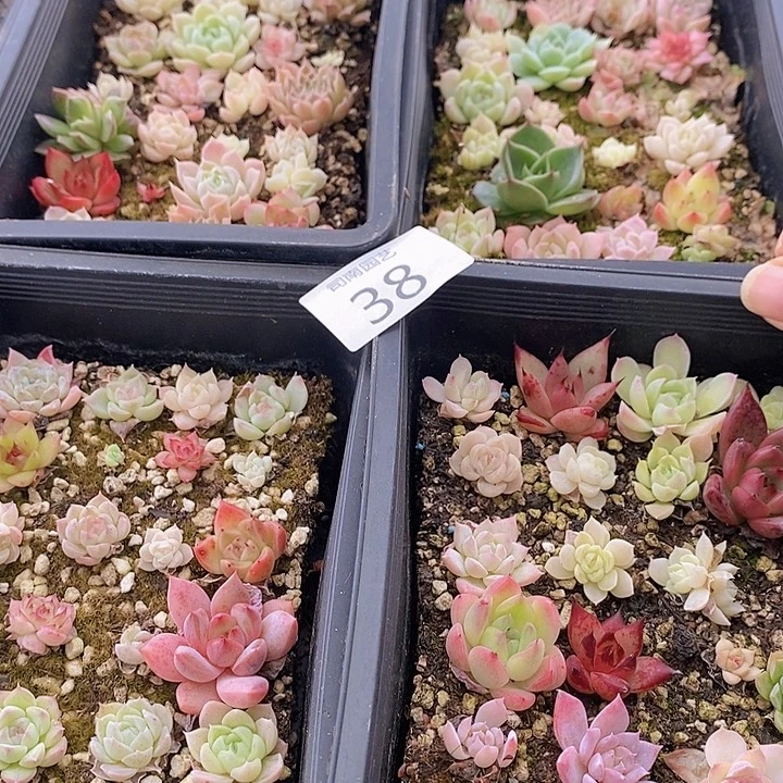 38 多肉植物盆栽植物