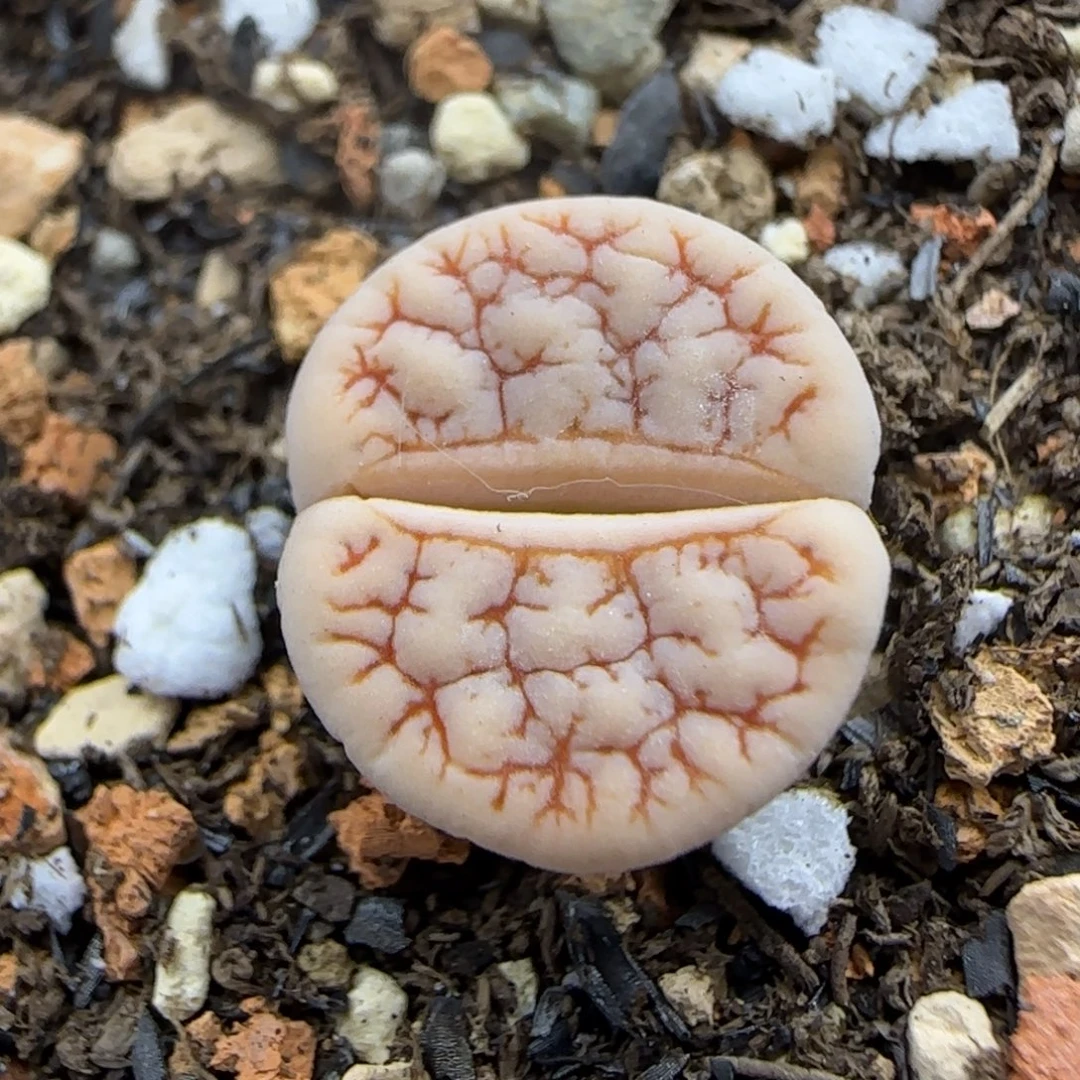 113 生石花大棚直播